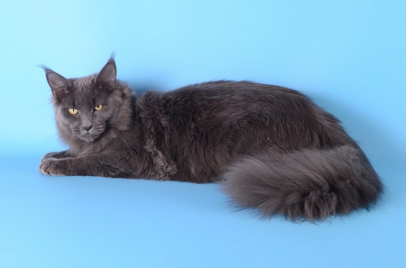 Almaz Lider - maine-coon