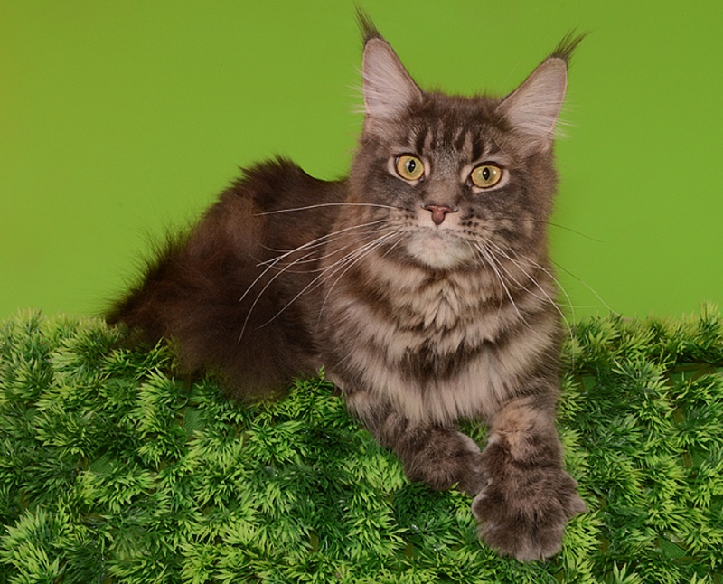 UfaCoon's Grey Kitty - maine-coon