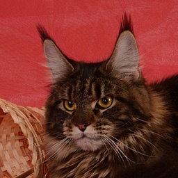 UfaCoon's Gerda
