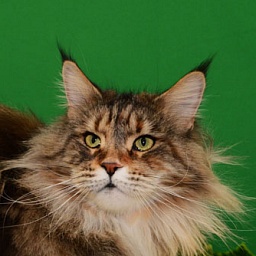 Our Joy's Vanessa