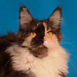 Moppins Alice