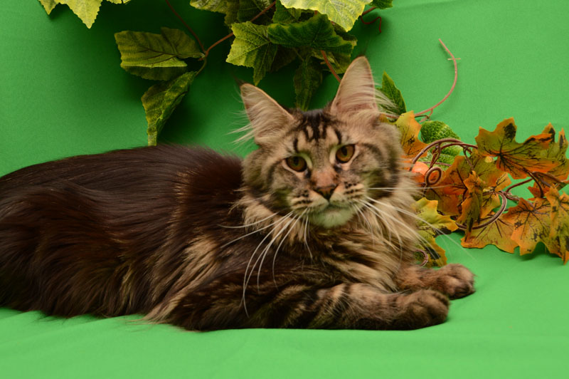 Jasmine Akbars - Adult maine-coon 1 year 2 months 1 week