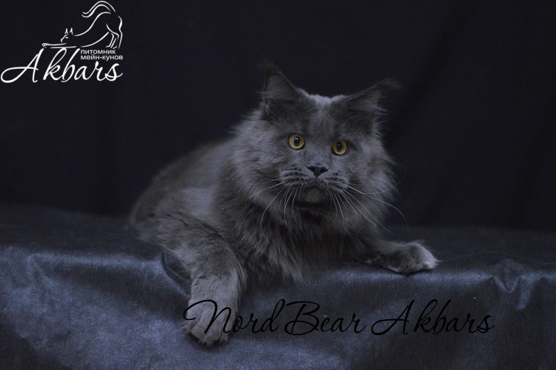 Nord Bear Akbars - Взрослый мейн-кун 1 год 2 месяца 3 недели