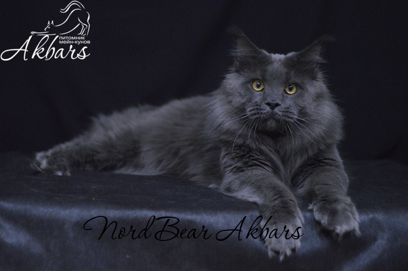 Nord Bear Akbars - Взрослый мейн-кун 1 год 2 месяца 3 недели