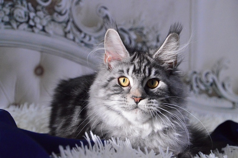 Gabby from Cat Harbour - Adult maine-coon 10 months 2 weeks
