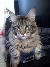 Ufacoon's Maxwell