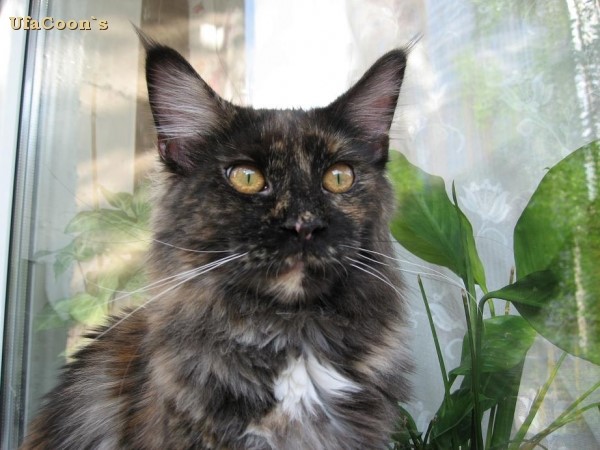 Bridget Perfect Cat - мейн-кун