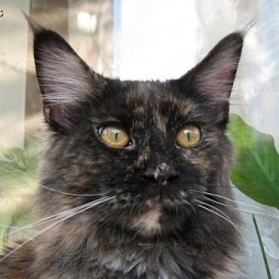 Bridget Perfect Cat