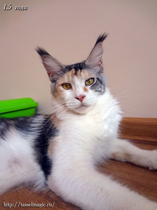 Doriana of Mister Coon - maine-coon 06/30/2011
