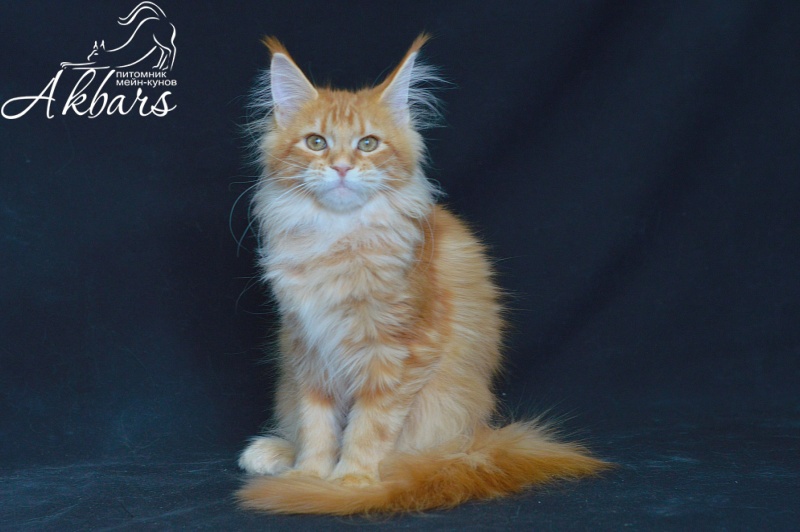 Zeta Akbars (polydactyl) - Kitten maine-coon 4 months 2.5 weeks