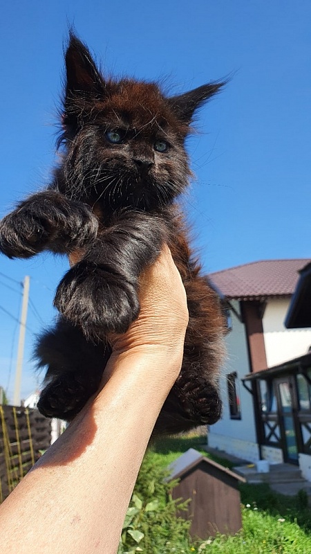 Bourgeois Akbars (polydactyl) - Котенок мейн-кун 1 месяц