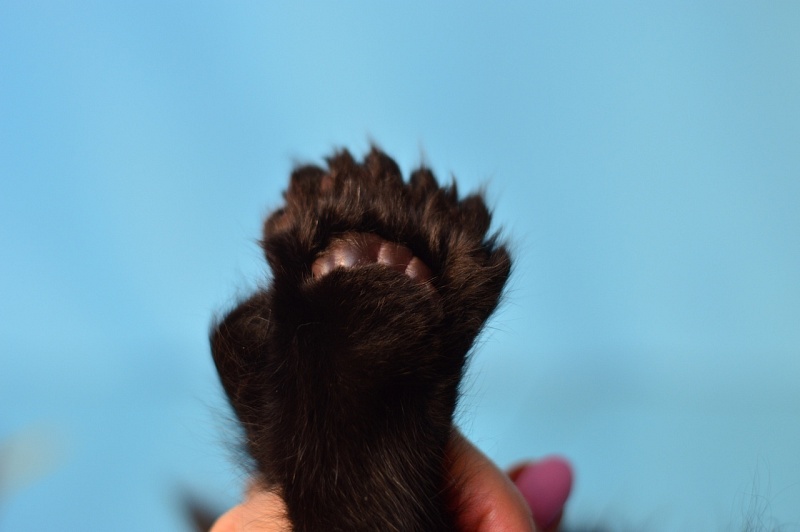 Bourgeois Akbars (polydactyl) - Котенок мейн-кун 1 месяц