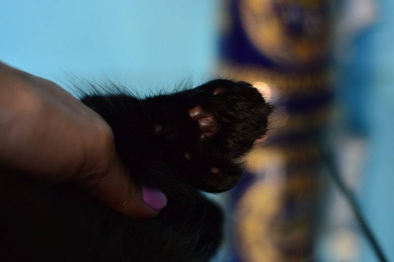 Bourgeois Akbars (polydactyl) - Котенок мейн-кун 1 месяц