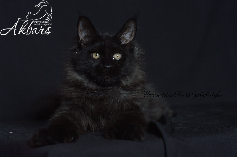 Bourgeois Akbars (polydactyl) - Котенок мейн-кун 4 месяца 1 неделя