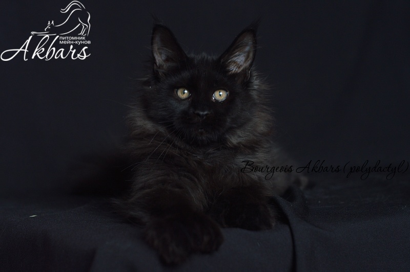 Bourgeois Akbars (polydactyl) - Котенок мейн-кун 4 месяца 1 неделя