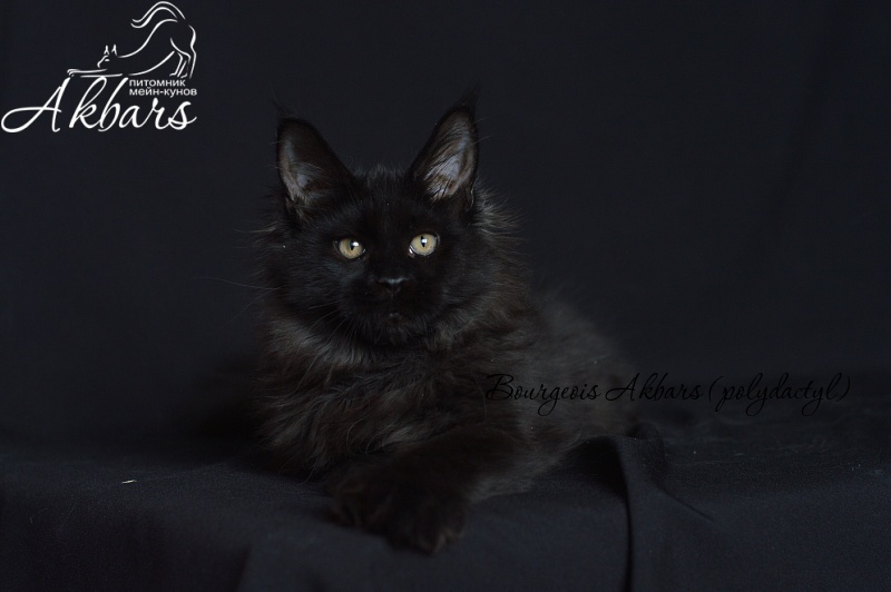 Bourgeois Akbars (polydactyl) - Котенок мейн-кун 4 месяца 1 неделя