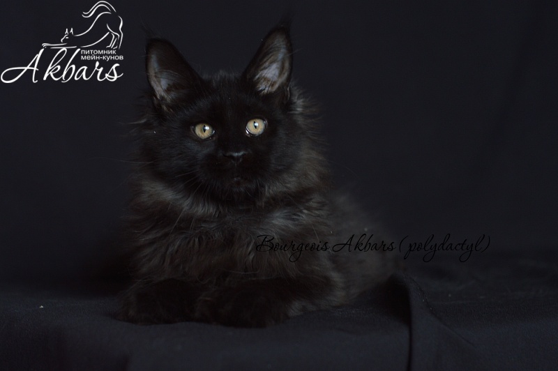 Bourgeois Akbars (polydactyl) - Котенок мейн-кун 4 месяца 1 неделя