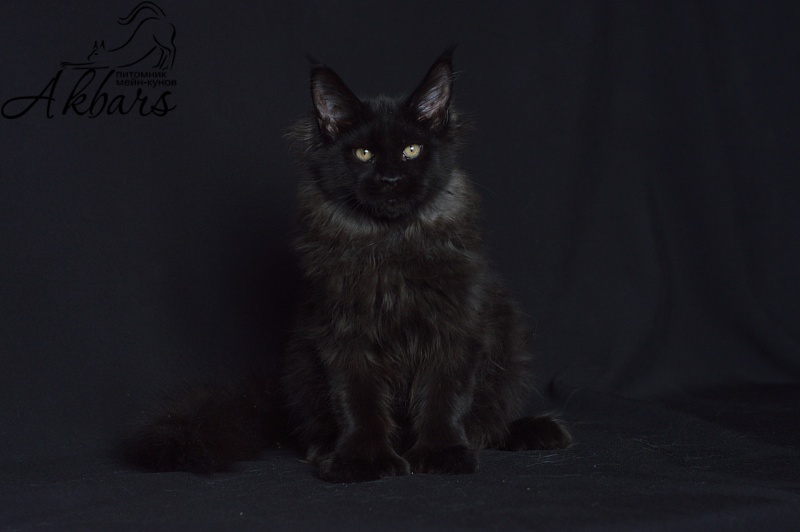 Bourgeois Akbars (polydactyl) - Котенок мейн-кун 4 месяца 1 неделя