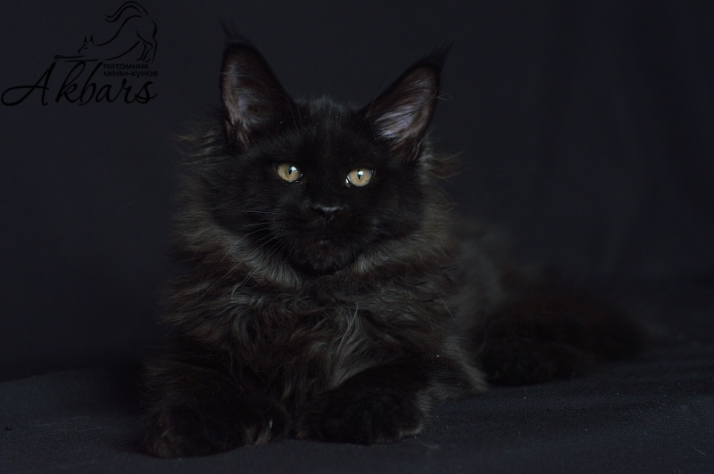 Bourgeois Akbars (polydactyl) - Котенок мейн-кун 4 месяца 1 неделя