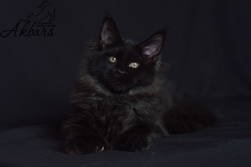 Bourgeois Akbars (polydactyl) - Котенок мейн-кун 4 месяца 1 неделя