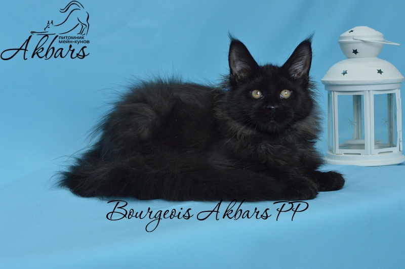 Bourgeois Akbars (polydactyl) - Котенок мейн-кун 3 месяца 3 недели