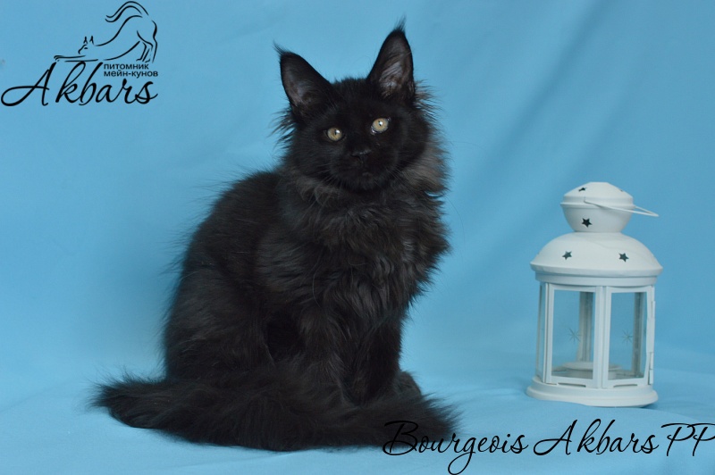 Bourgeois Akbars (polydactyl) - Котенок мейн-кун 3 месяца 3 недели