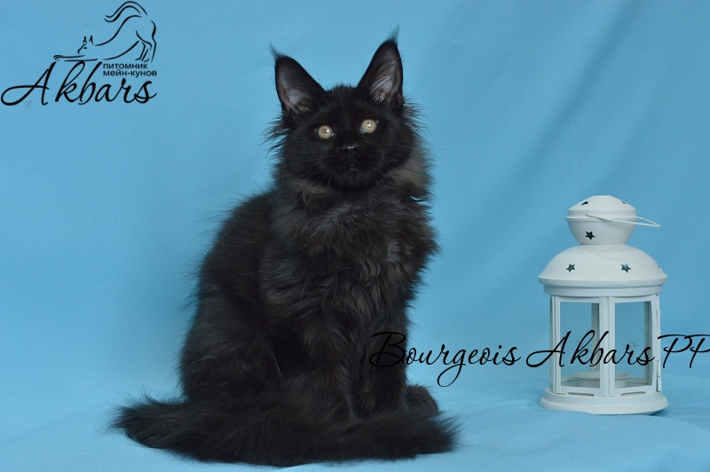 Bourgeois Akbars (polydactyl) - Котенок мейн-кун 3 месяца 3 недели
