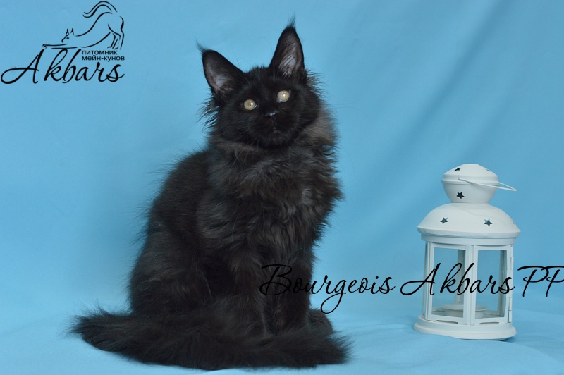 Bourgeois Akbars (polydactyl) - Котенок мейн-кун 3 месяца 3 недели