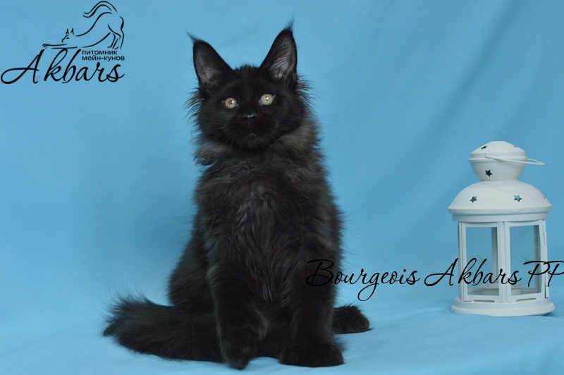 Bourgeois Akbars (polydactyl) - Котенок мейн-кун 3 месяца 3 недели