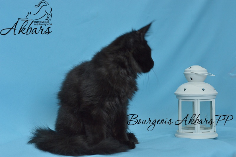 Bourgeois Akbars (polydactyl) - Котенок мейн-кун 3 месяца 3 недели