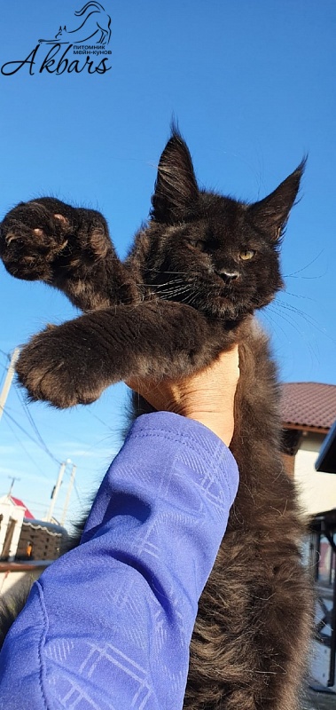 Bourgeois Akbars (polydactyl) - Котенок мейн-кун 3 месяца 1 неделя