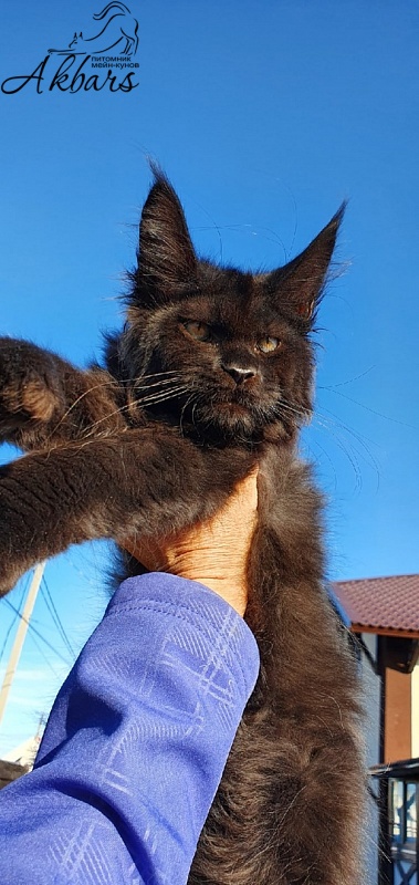 Bourgeois Akbars (polydactyl) - Котенок мейн-кун 3 месяца 1 неделя