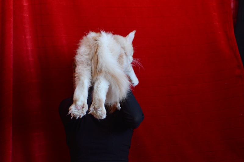 Sultan Akbars (polydactyl) 66/66 - Kitten maine-coon 6 months 1 week