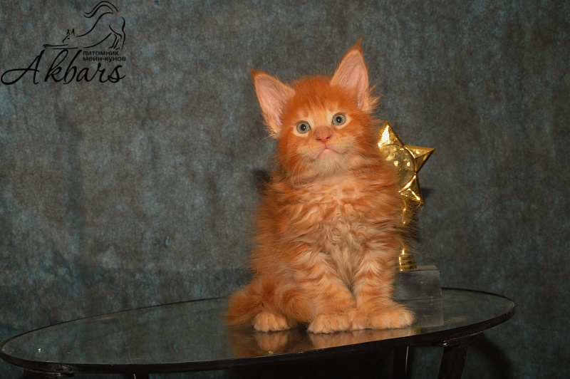 Quinto Akbars (polydactyl) - Kitten maine-coon 4 weeks