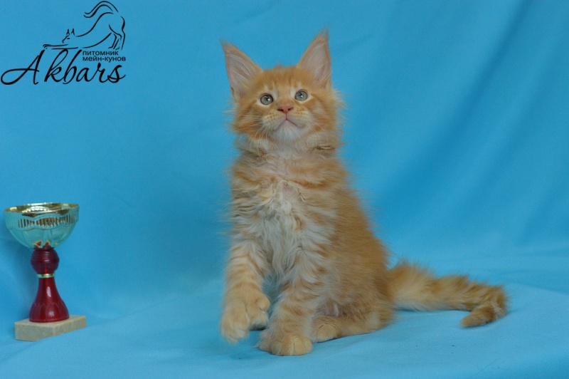 Quinto Akbars (polydactyl) - Kitten maine-coon 1 month 3 weeks