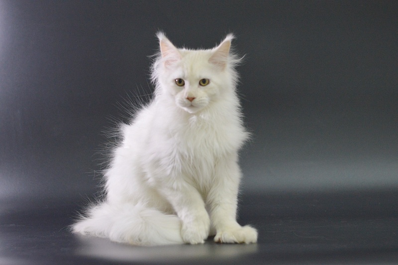 Quentin Akbars (polydactyl) 66/66 - Kitten maine-coon 4 months