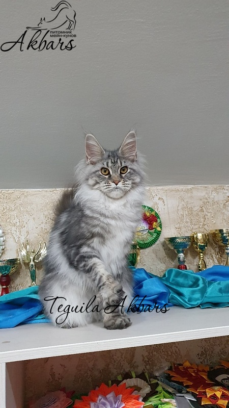 Teguila Akbars - Котенок мейн-кун 6 месяцев 2,5 недели