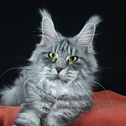 Ru Bella Akbars