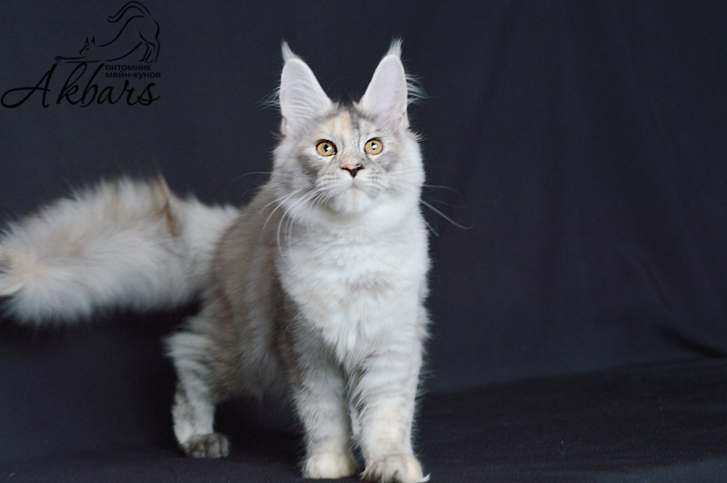 Foggy Woods Dominika - Kitten maine-coon 5 months 0.5 weeks