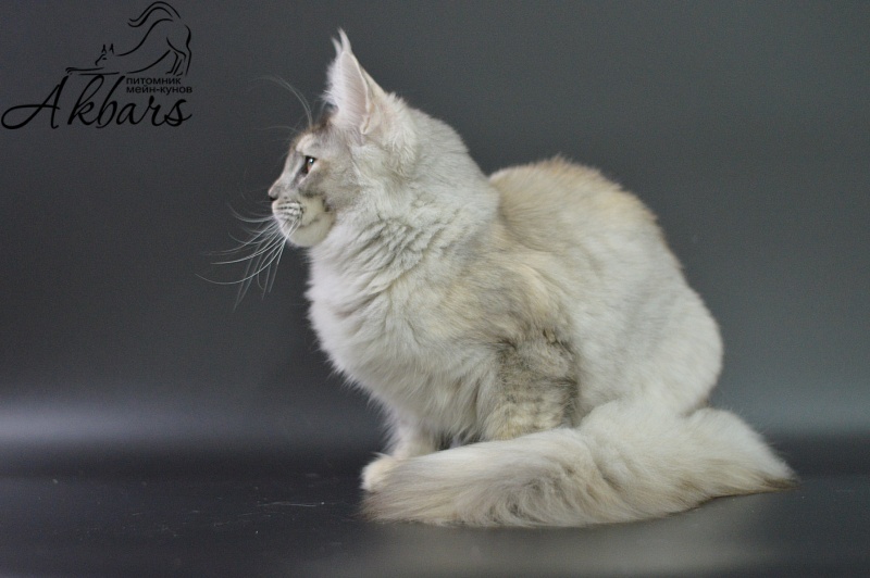 Foggy Woods Dominika - Kitten maine-coon 5 months 3.5 weeks