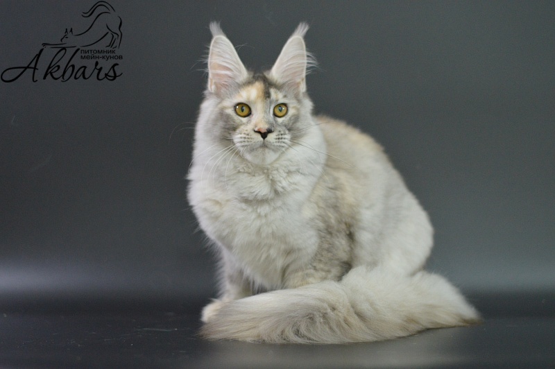 Foggy Woods Dominika - Kitten maine-coon 5 months 3.5 weeks