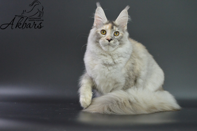 Foggy Woods Dominika - Kitten maine-coon 5 months 3.5 weeks