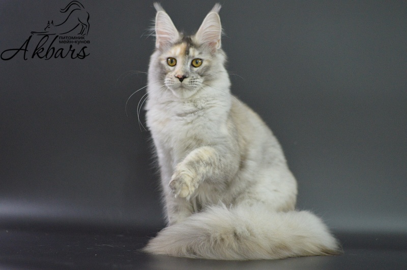 Foggy Woods Dominika - Kitten maine-coon 5 months 3.5 weeks