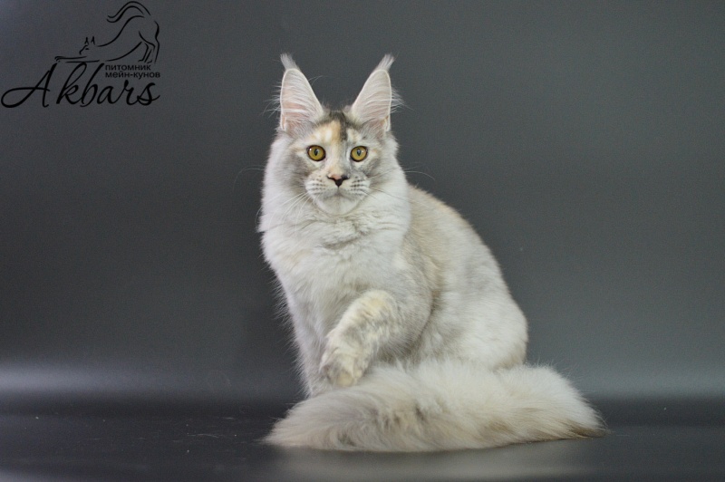 Foggy Woods Dominika - Kitten maine-coon 5 months 3.5 weeks