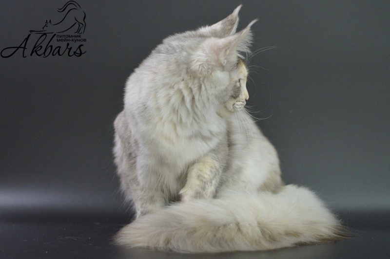 Foggy Woods Dominika - Kitten maine-coon 5 months 3.5 weeks