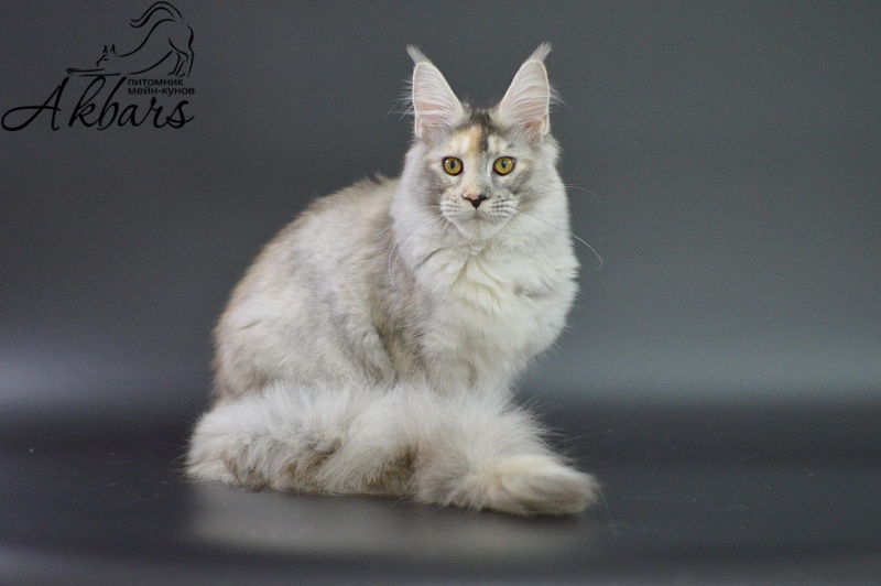 Foggy Woods Dominika - Kitten maine-coon 5 months 3.5 weeks