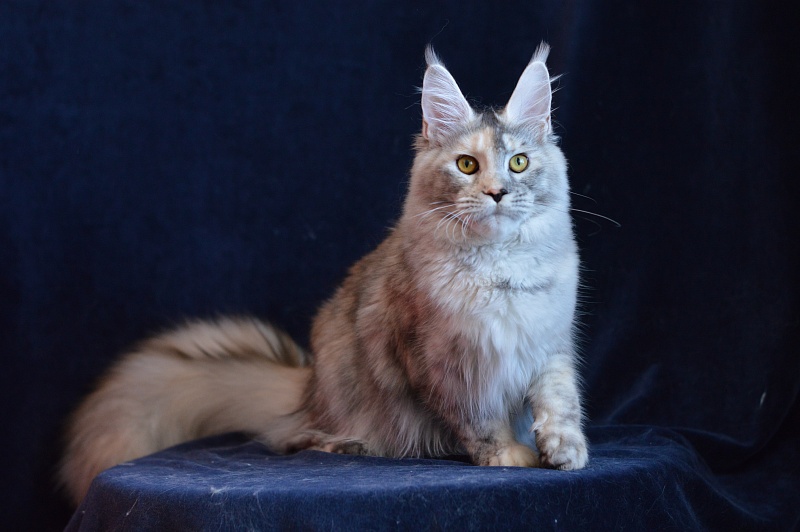 Foggy Woods Dominika - Junior maine-coon 8 months 3 weeks
