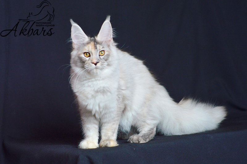 Foggy Woods Dominika - Kitten maine-coon 5 months 0.5 weeks