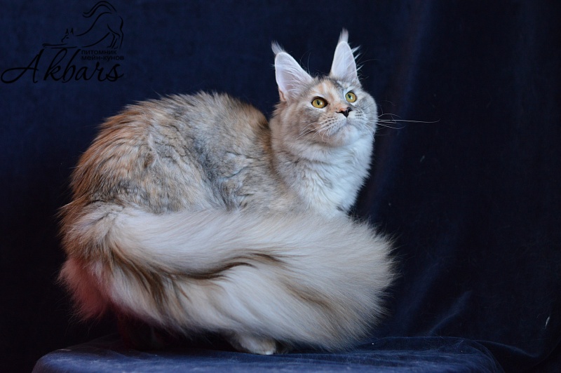 Foggy Woods Dominika - Junior maine-coon 8 months 3 weeks
