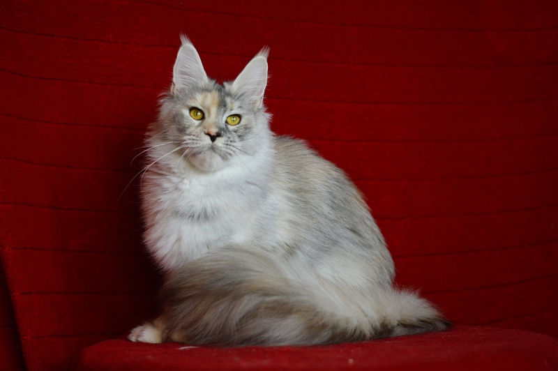Foggy Woods Dominika - Adult maine-coon 1 year 0.5 weeks